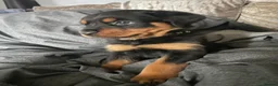Rottweiler dogs for sale: Rottweiler Puppies - Advert 9