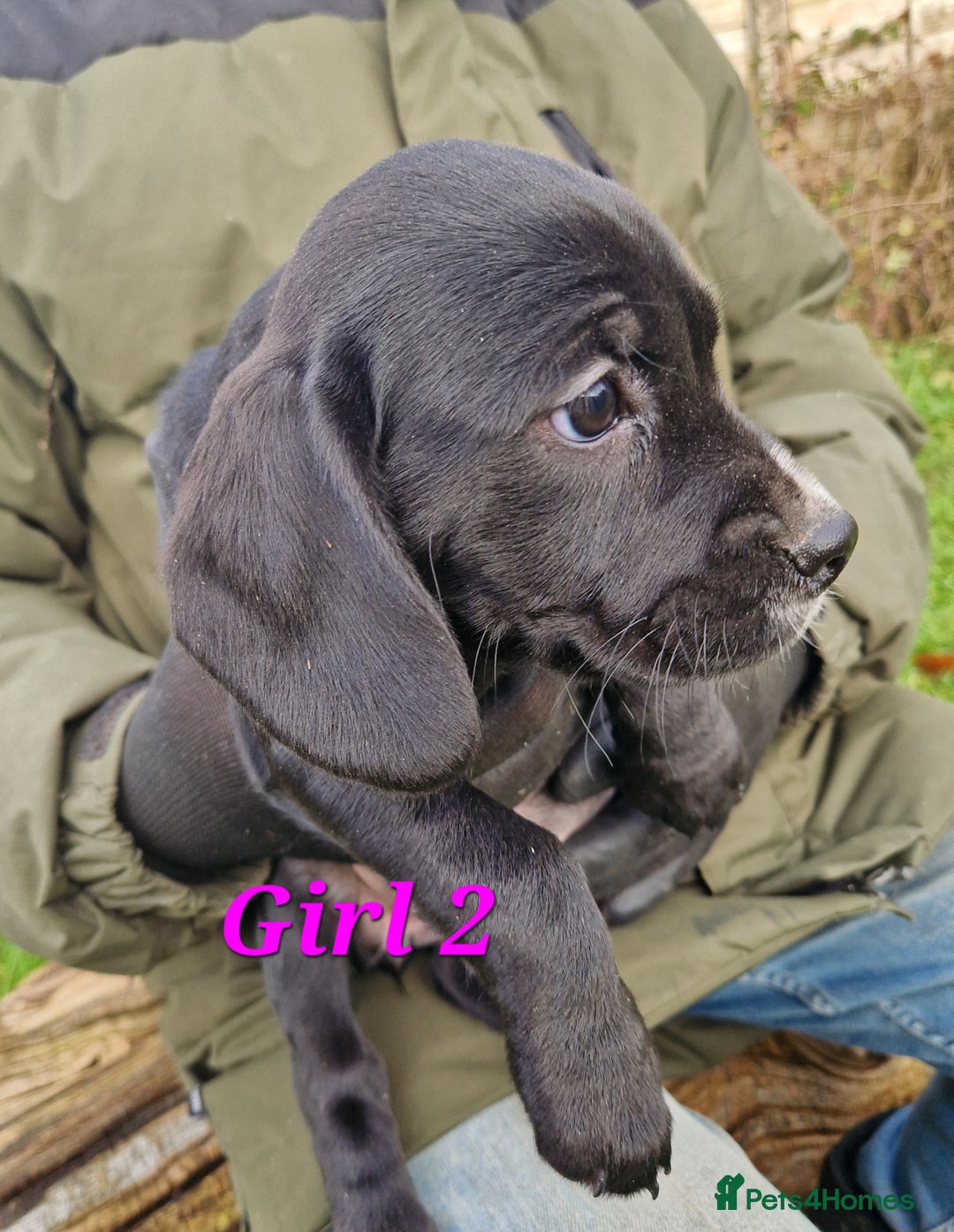 Bocker dogs for sale: Beautiful Bocker puppies - Advert 18