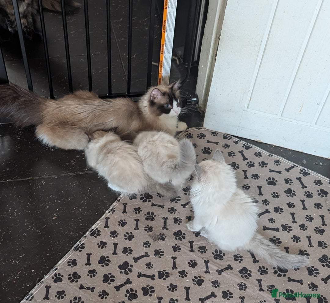 Ragdoll cats for sale: Beautiful Ragdoll Kittens  - Image 6