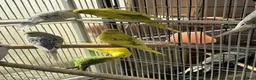 Budgerigars birds for sale: BEAUTIFUL BUDGIES FOR SALE - Advert 8