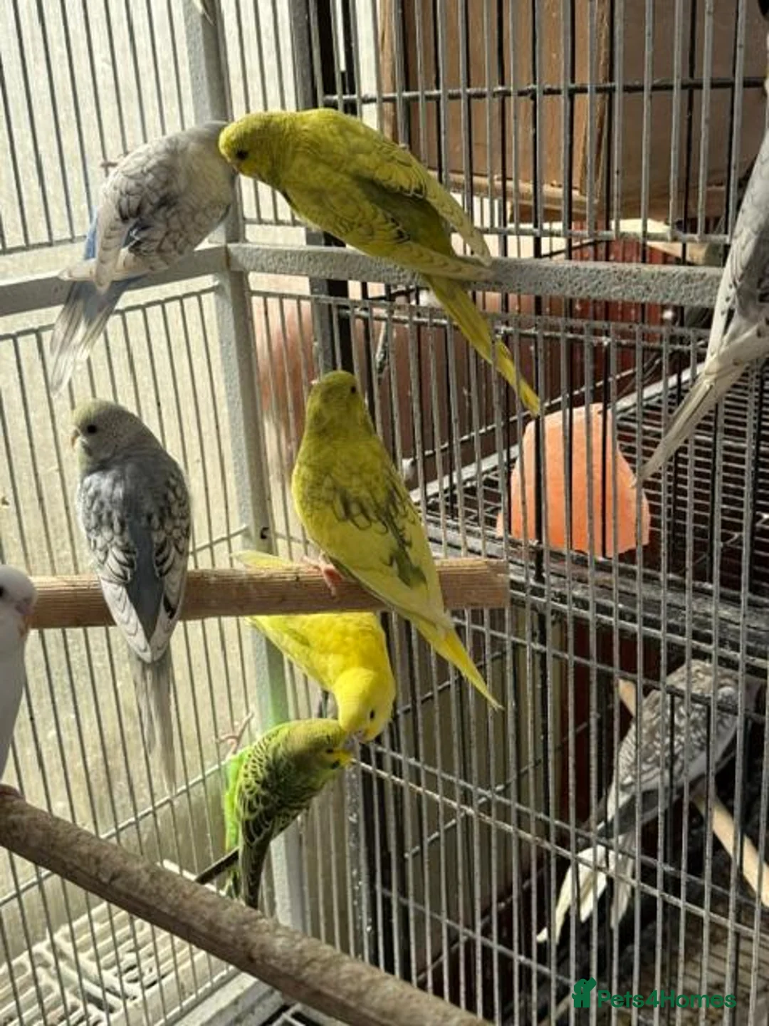 Budgerigars birds for sale: BEAUTIFUL BUDGIES FOR SALE - Advert 8