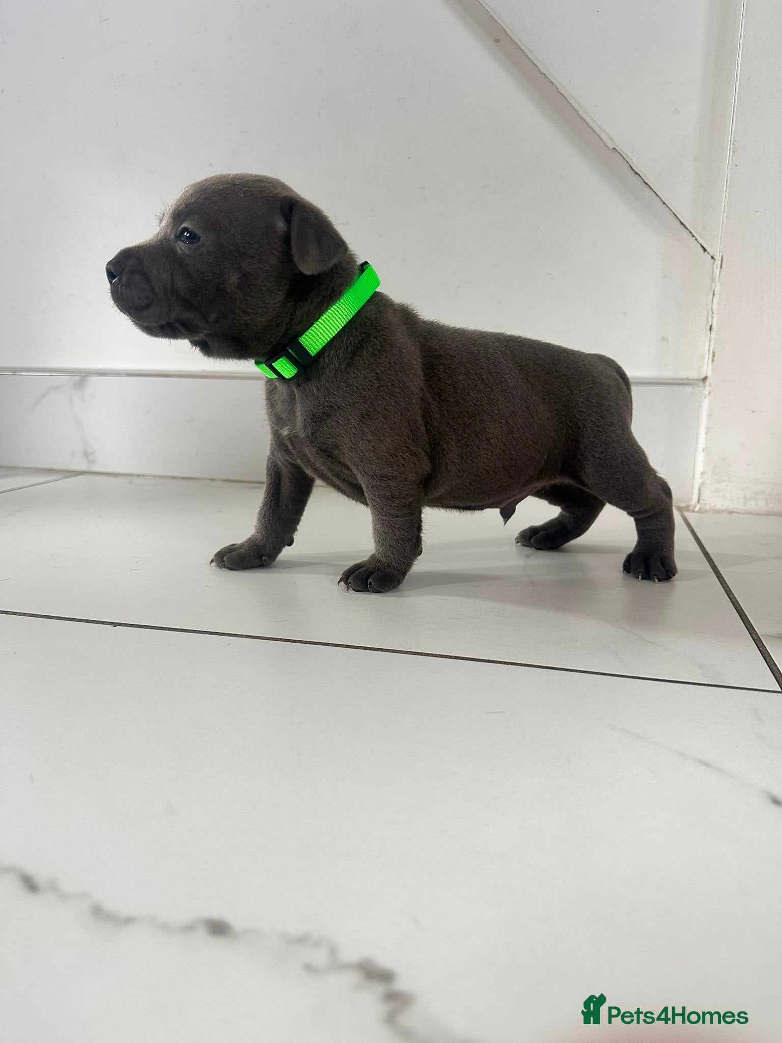 Staffordshire Bull Terrier dogs Staff puppies  - Advert 1