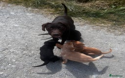 Mixed Breed dogs for sale:  8 Kelpie x labrador Puppies for sale  - Image 30