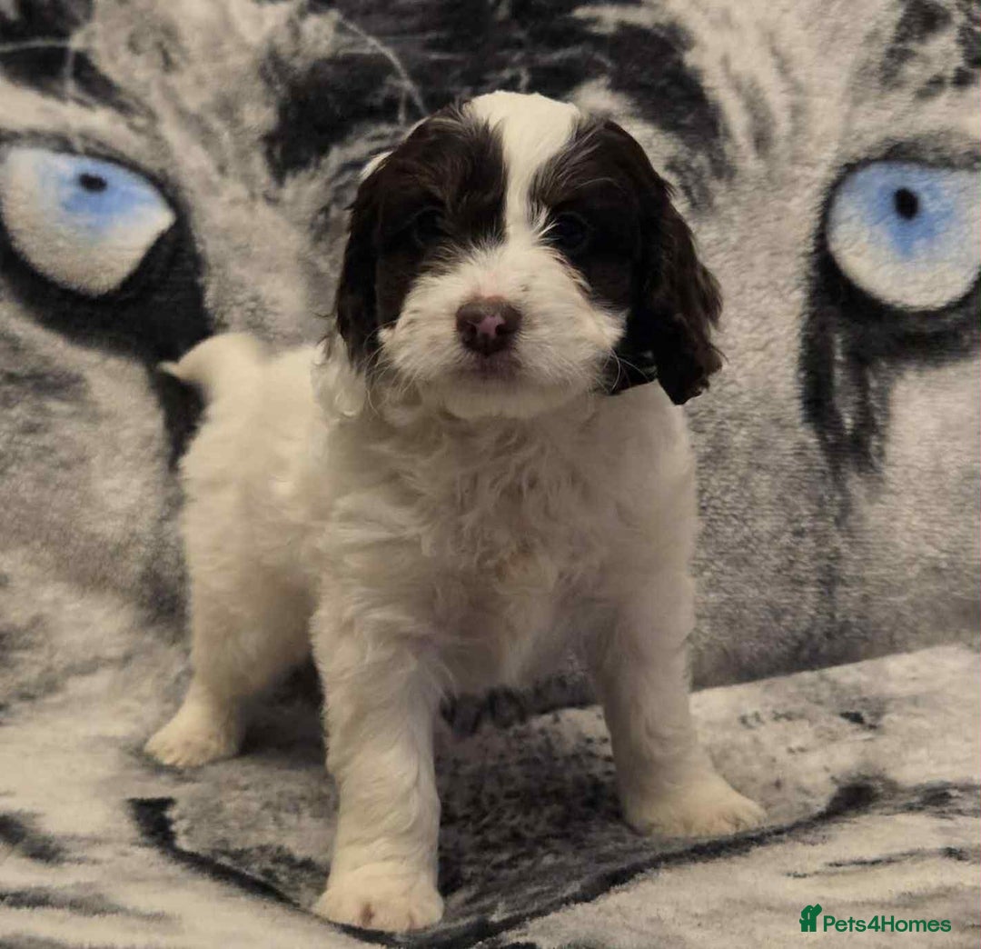 Cockapoo dogs for sale: F1 Merle cockerpoo  - Advert 11