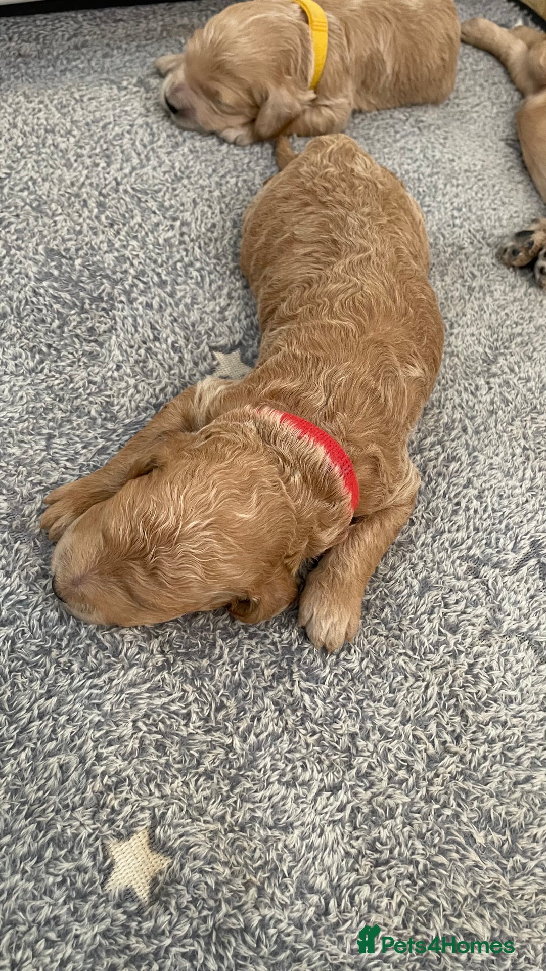 Goldendoodle dogs for sale: F1b Goldendoodles available for reservation - Image 5