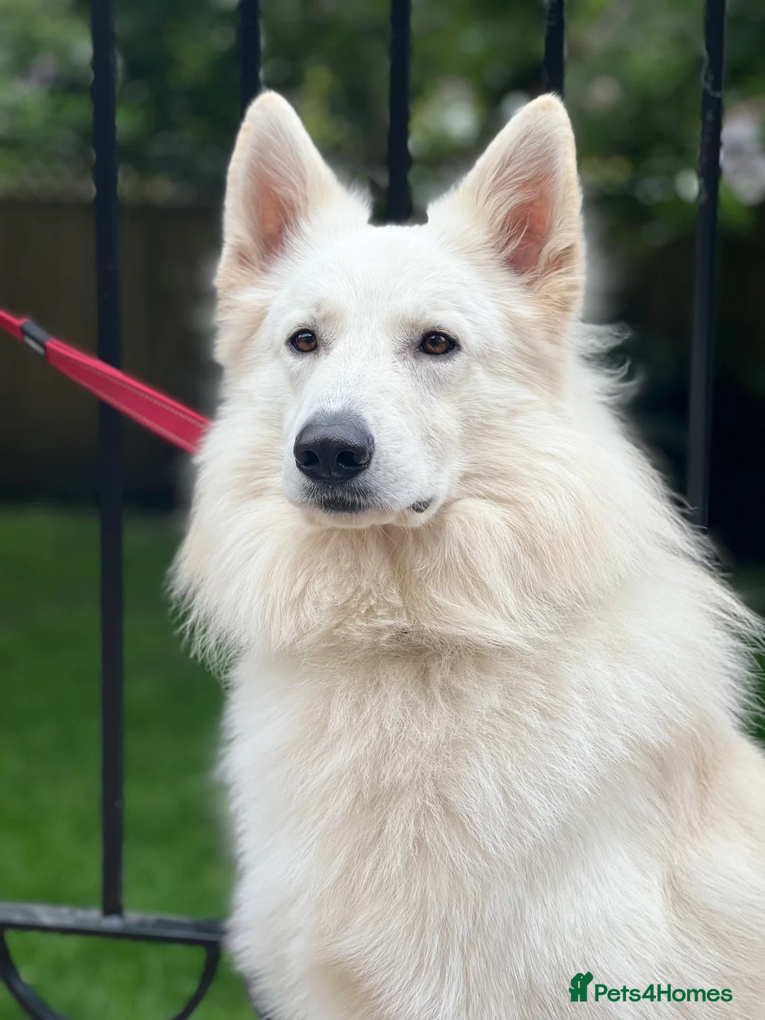 White Swiss Shepherd dogs for stud: White Swiss Shepherd Dog at Stud (Long Coat) in Nelson - Advert 18
