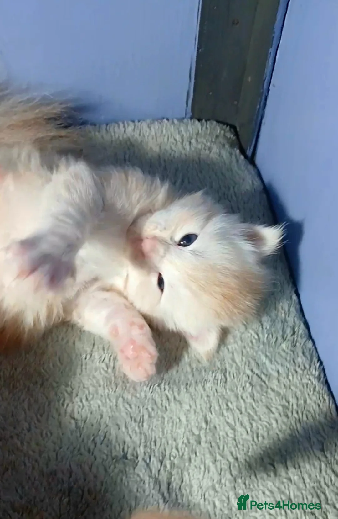 Maine Coon cats for sale: Sweet and Beautiful Pure Breed Maine Coon Kittens - Advert 9