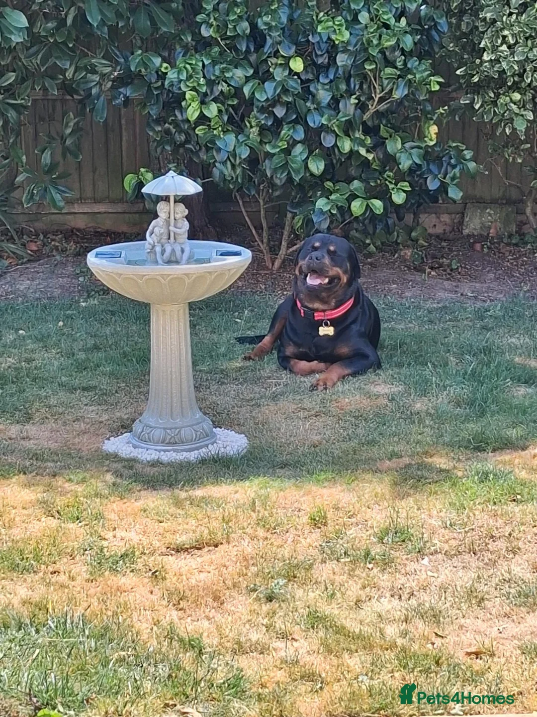 Rottweiler dogs for sale: 3 year old entire Rottweiler  boy in Seaford - Advert 2