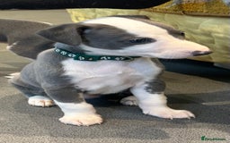 Whippet dogs for sale: Kc reg whippets Hear and eye tested parents  - Image 19
