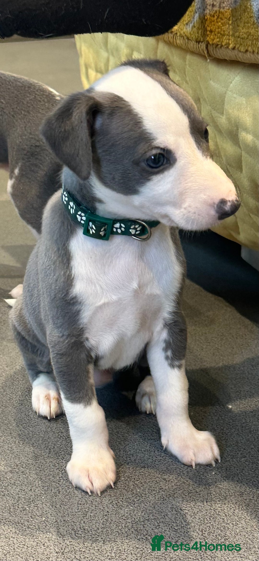 Whippet dogs for sale: Kc reg whippets Hear and eye tested parents  - Image 19