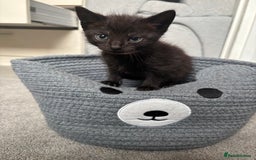 Mixed Breed cats for sale: Beautiful Black & White Kittens  - Image 6