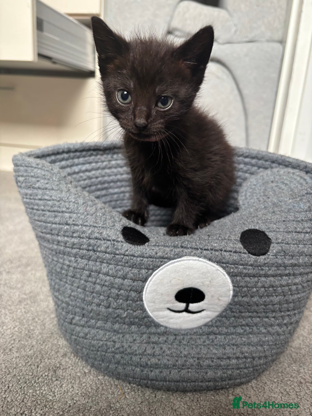 Mixed Breed cats for sale: Beautiful Black & White Kittens  - Image 6