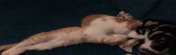 Mixed Breed cats for sale: 3 darling kittens looking for new homes - Advert 4