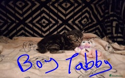 Mixed Breed cats for sale: Mix breed - Image 10