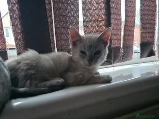 Mixed Breed cats Snow bengal x kittens ready now - Advert 1