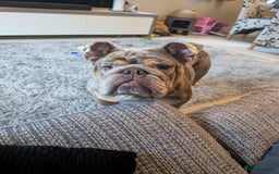 English Bulldog dogs for sale: Lovely English bulldog girl  - Image 2