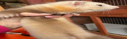 Mixed Breed livestock for sale: Ferrets ready to go now - Advert 4