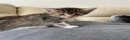 Mixed Breed cats for sale: 4 friendly loving kittens for sale  - Advert 8