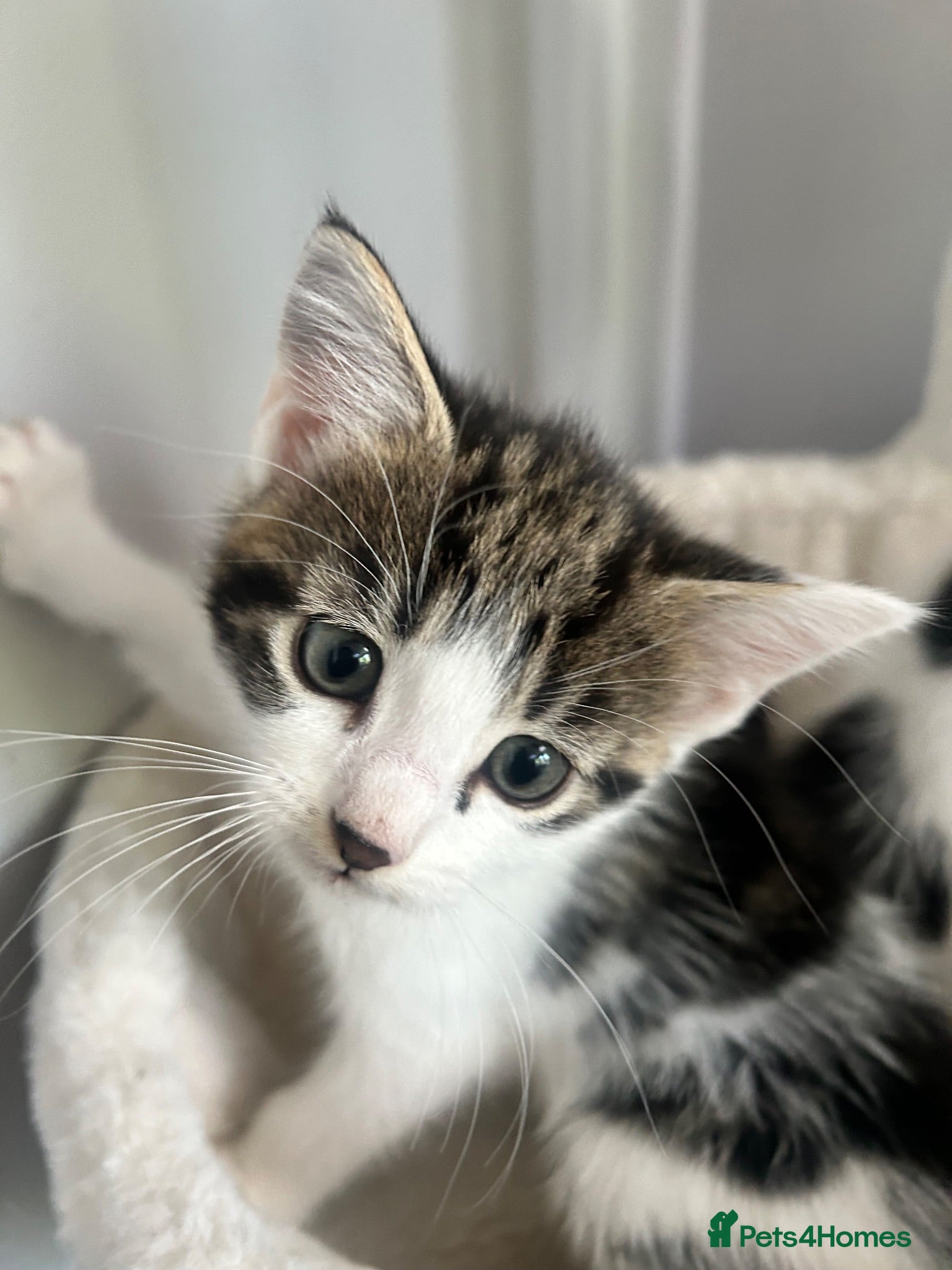 Domestic Shorthair cats 2 kittens ready for a new home - Advert 6