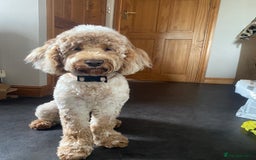Cockapoo dogs for sale: Cockapoo for Re-Home  - Image 1