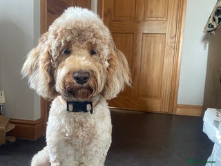 Cockapoo dogs - Advert 7