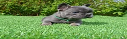 French Bulldog dogs for sale: Gorgeous French Bulldog Puppies  - Advert 26