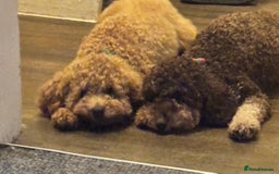 Poochon dogs for sale: Chocolate Phantom Poochon Puppies - Image 3