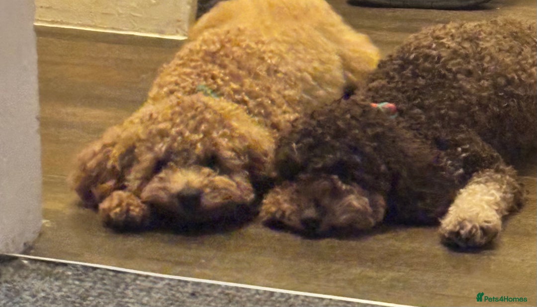 Poochon dogs for sale: Chocolate Phantom Poochon Puppies - Image 3