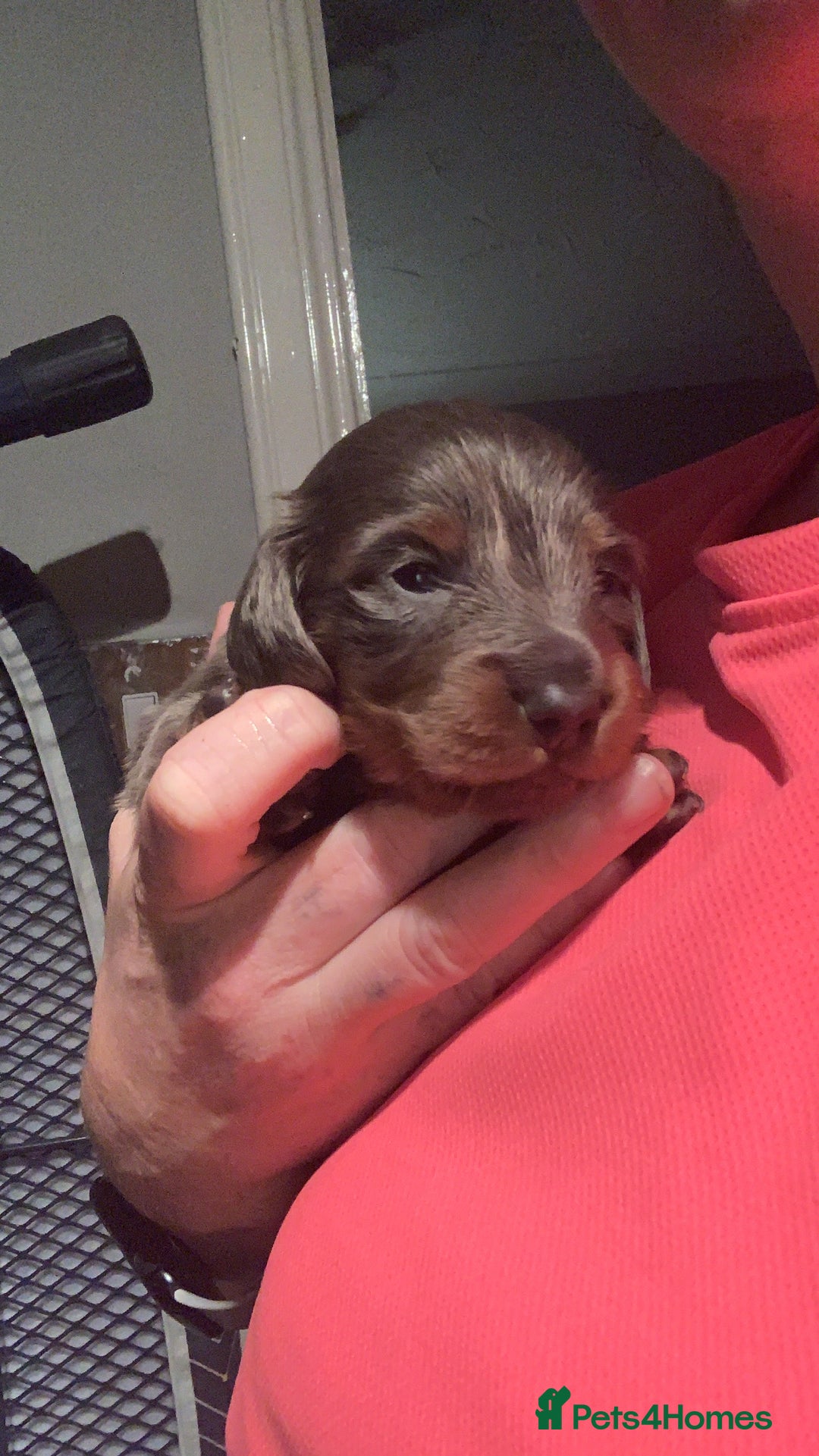 Dachshund dogs for sale: Dachshund - Image 3