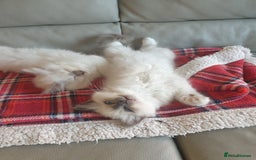 Birman cats for sale: Birman babies ready now. 26 years experience  in Billingham - Image 15