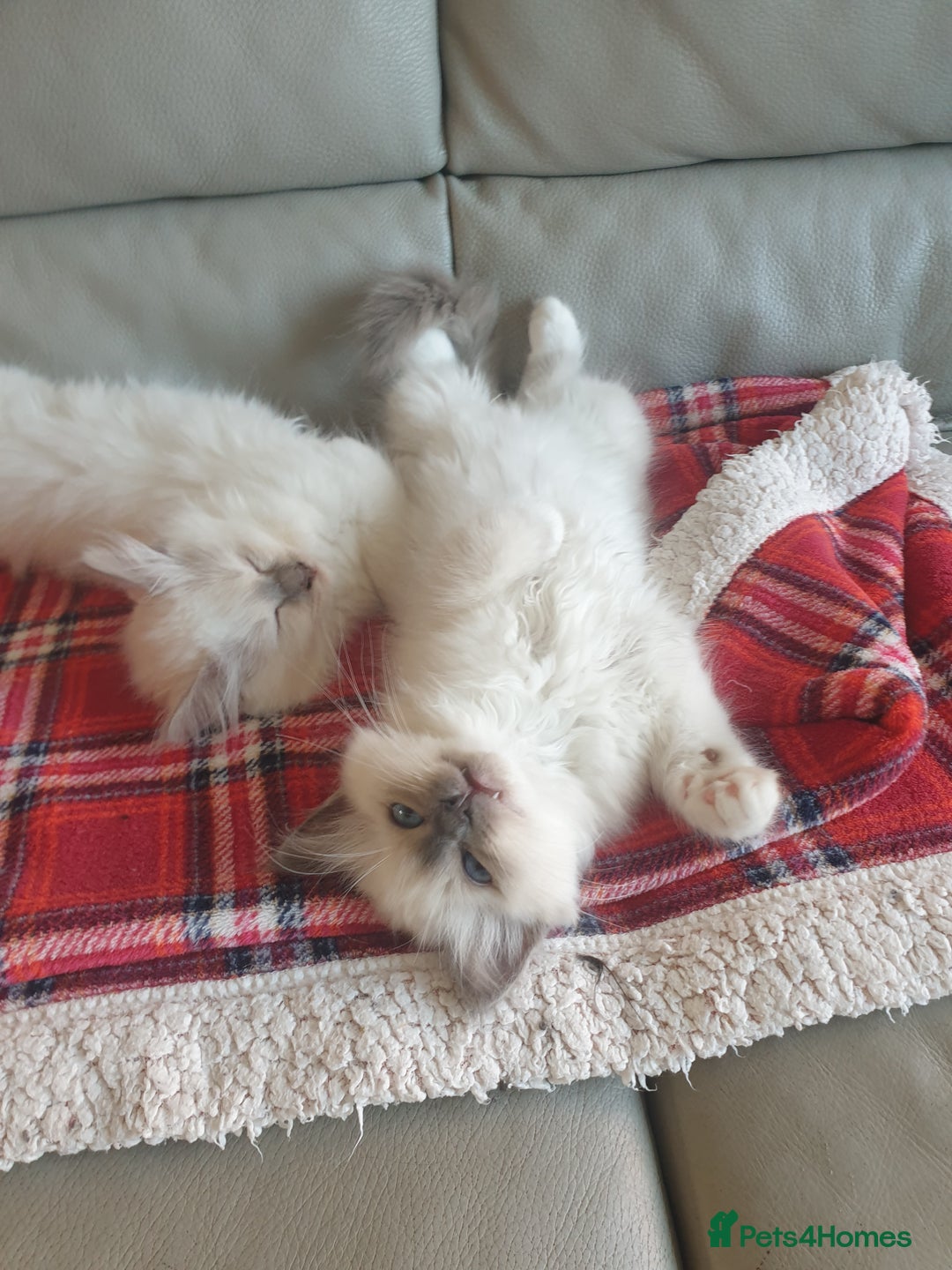 Birman cats for sale: Birman babies ready now. 26 years experience  in Billingham - Image 15