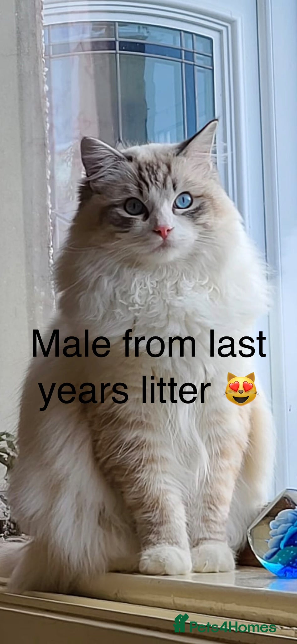 Ragdoll cats BEAUTIFUL 12 WEEK BI COLOUR MALE RAGDOLL KITTEN 😻 - Advert 8