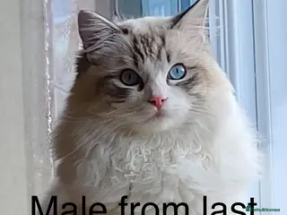 Ragdoll cats BEAUTIFUL 12 WEEK BI COLOUR MALE RAGDOLL KITTEN 😻 - Advert 8