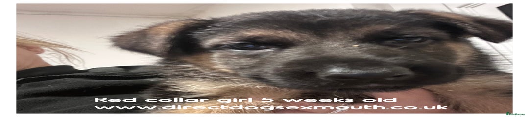 German Shepherd Puppy 9
