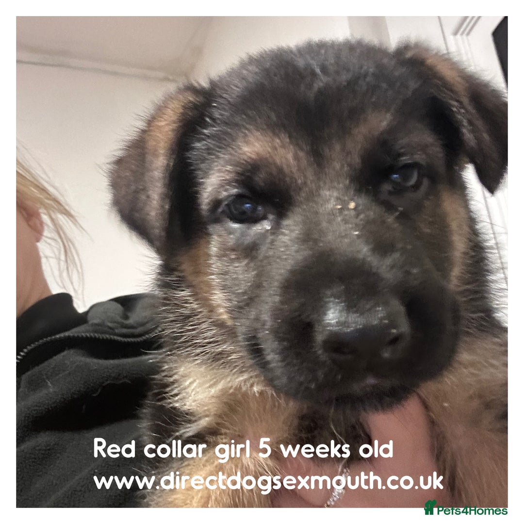German Shepherd dogs for sale: German shepherd puppies  - Image 39