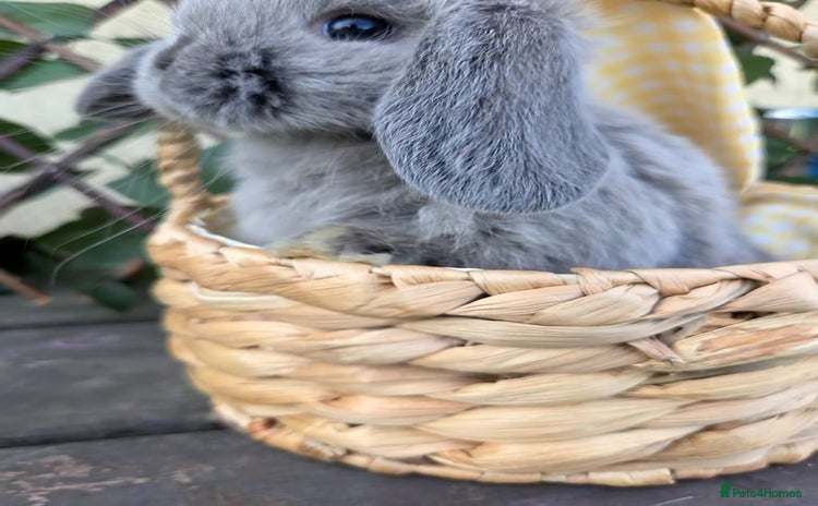 Mini Lop rabbits - Advert 1
