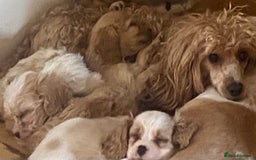 Cavapoo dogs for sale: DNA CLEAR & BVA HEART/EYES CERTS CAVAPOO - Image 1
