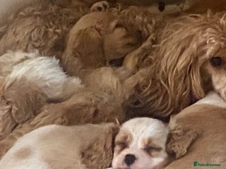 Cavapoo dogs for sale - Advert 1