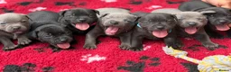 Staffordshire Bull Terrier dogs for sale: KC Health Tested Staffordshire Bull Terriers - Advert 1