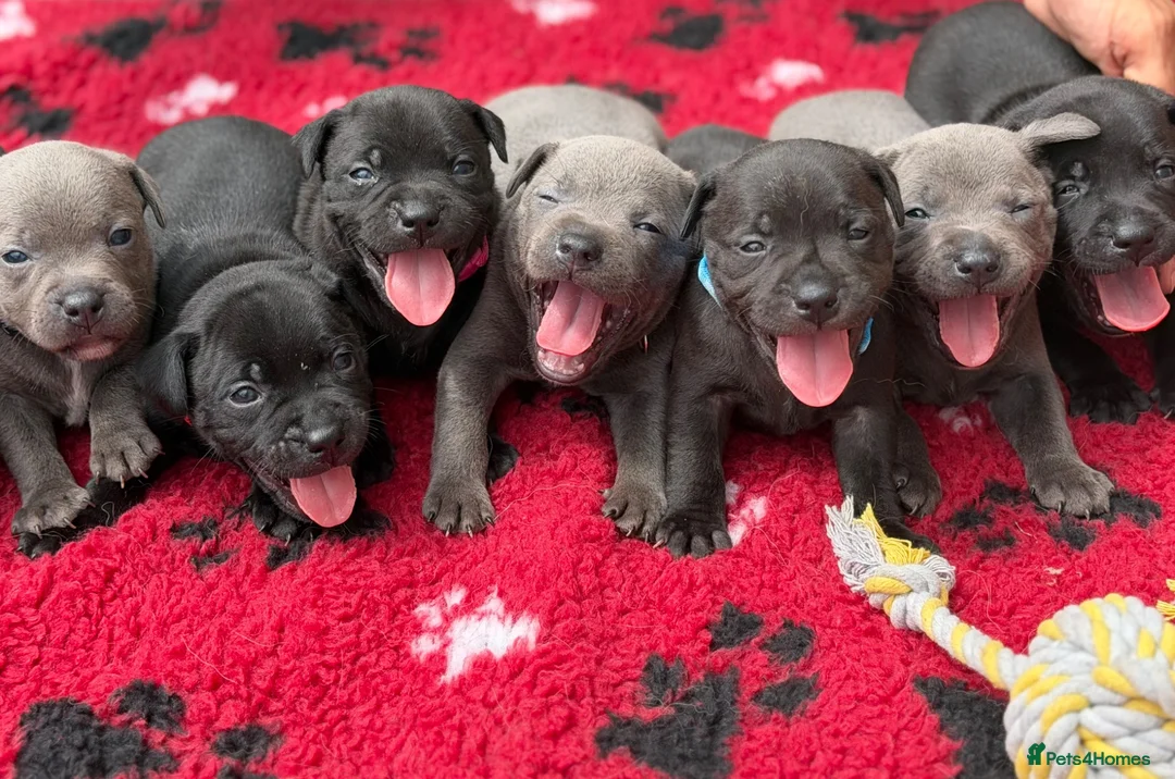 Staffordshire Bull Terrier dogs for sale: KC Health Tested Staffordshire Bull Terriers - Advert 1