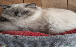 Ragdoll cats for sale: Kitty Ragdoll  - Image 14