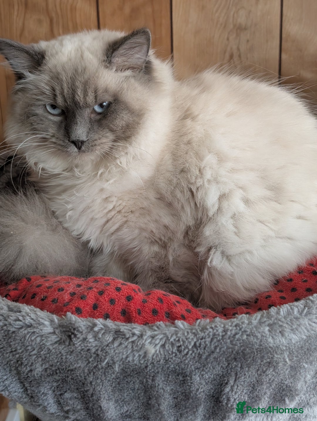 Ragdoll cats for sale: Kitty Ragdoll  - Image 14