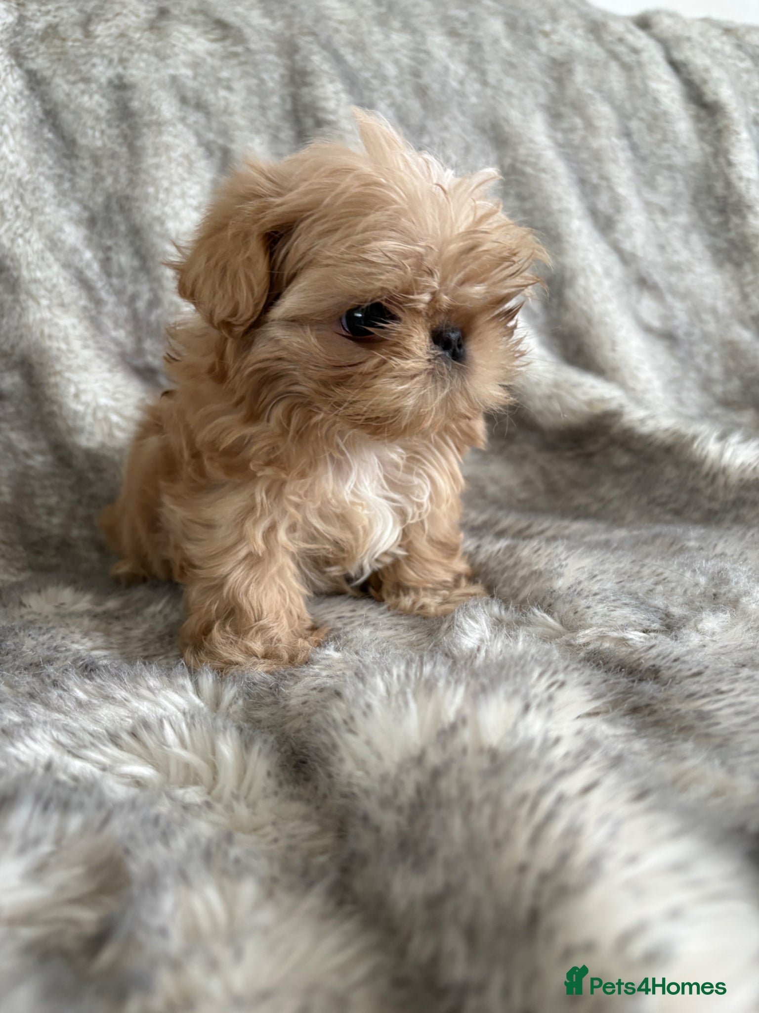Shih Tzu dogs Imperial Shihtzu  - Advert 6