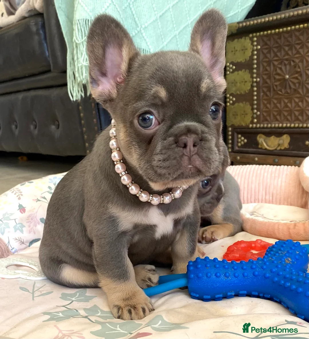 French Bulldog dogs for sale: 2 LEFT!! TOP QUALITY FRENCH BULLDOG PUPPIES - Advert 40