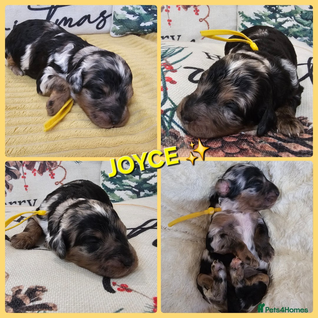 Cavapoo dogs for sale: STUNNING FULLY HEALTH TESTED F1B CAVAPOO  - Advert 31