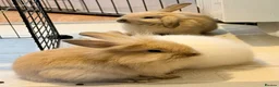 Lionhead rabbits for sale: Double Maned Lionheads Babies - Advert 17