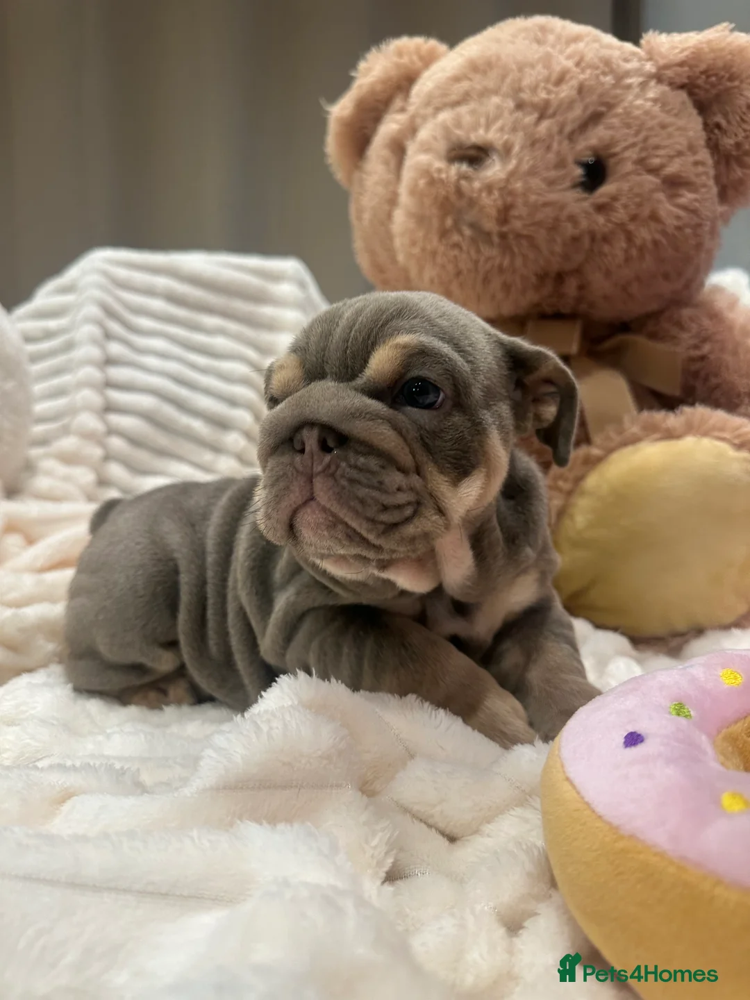 English Bulldog dogs for sale: Premium KC Registered English Bulldog Puppies   - Advert 40