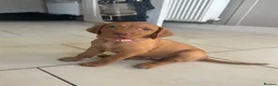 Hungarian Vizsla dogs for sale: Chunky KC Registered Hungarian Vizsla Puppies in Littleborough - Advert 20