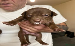 Mixed Breed dogs for sale: Mixed breed pups  - Image 4