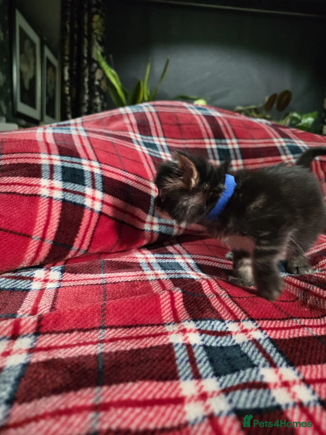 Maine Coon cats for sale: TICA registered Russian lineage Maine coon kittens - Advert 7